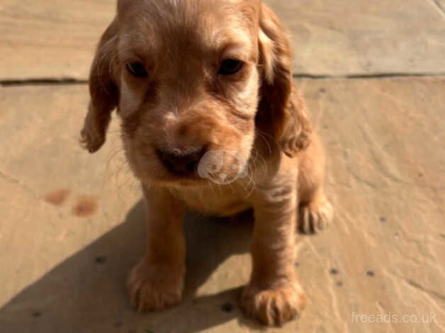 Cocker Spaniel puppies ready now for sale in Leeds, West Yorkshire - Image 4