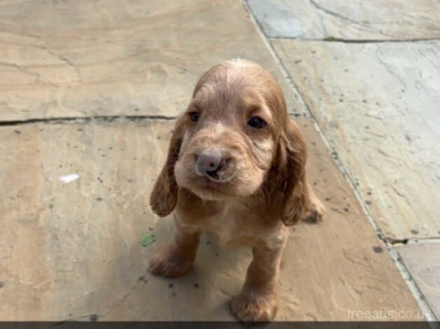 Cocker Spaniel puppies ready now for sale in Leeds, West Yorkshire - Image 5