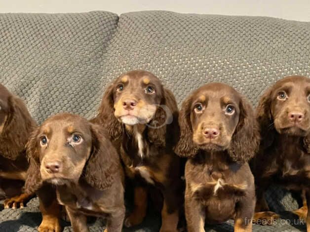 Cocker Spaniel Puppies Ready Now for sale in Norwich, Norfolk