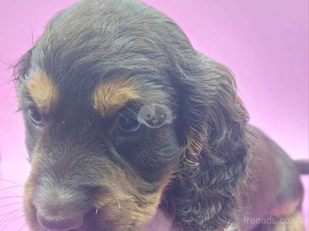 cocker spaniel puppies ready now for sale in Swadlincote, Derbyshire