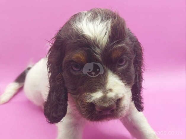 Cocker Spaniel Puppies for sale