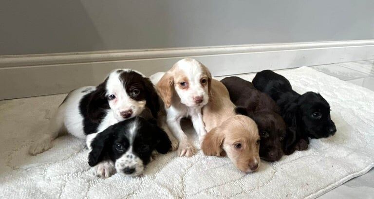 Cocker spaniel puppies READY TO GO for sale in Selby, North Yorkshire