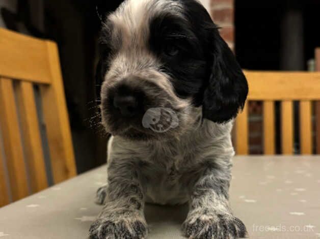 Cocker spaniel puppies ready to leave for sale in Loughborough, Leicestershire - Image 1