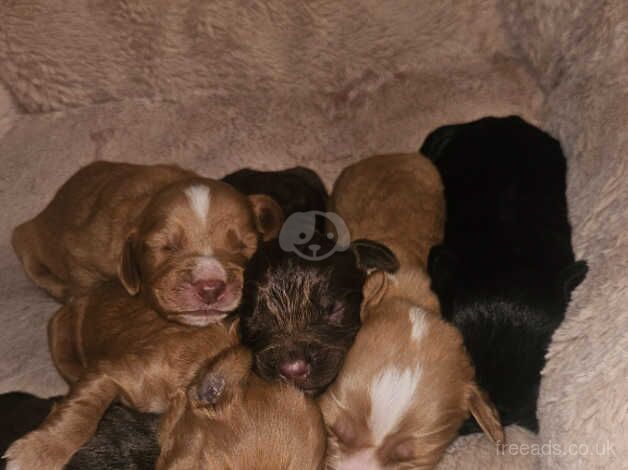 Cocker spaniel pupps for sale in Hartlepool, County Durham