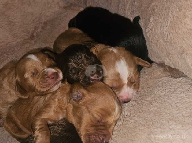 Cocker Spaniels for sale in Hartlepool, County Durham