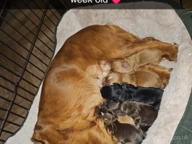 Cocker spaniel pupps for sale in Hartlepool, County Durham - Image 3