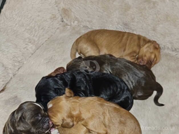 Cocker Spaniel Puppies for sale