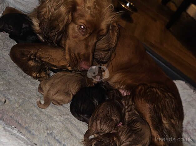 Cocker spaniel pupps for sale in Hartlepool, County Durham - Image 5