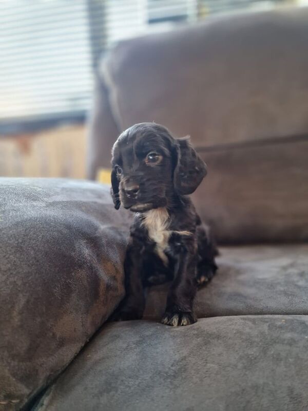 Cocker spaniel puppy for sale in Frome, Somerset