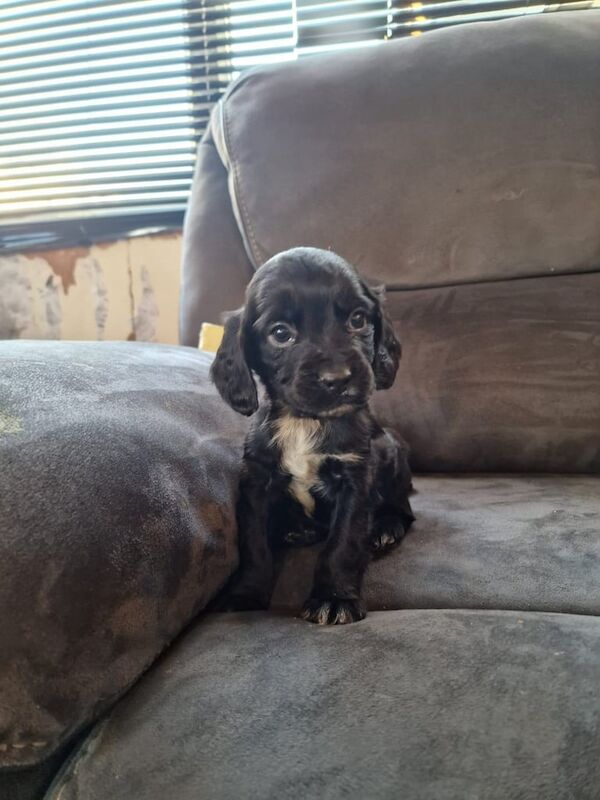 Cocker spaniel puppy for sale in Frome, Somerset - Image 2