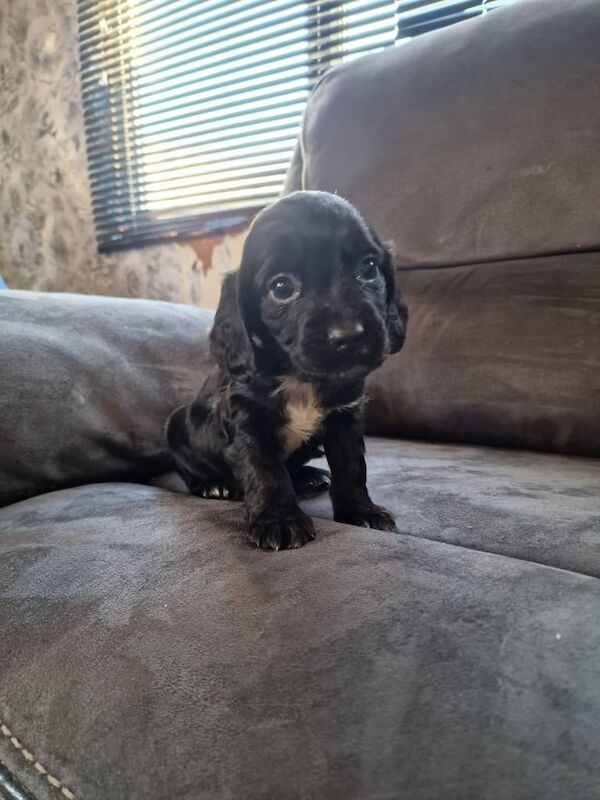 Cocker spaniel puppy for sale in Frome, Somerset - Image 3