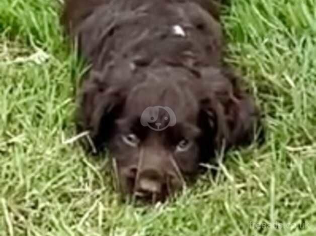 Cocker spaniel puppy for sale in Ashford, Devon - Image 1