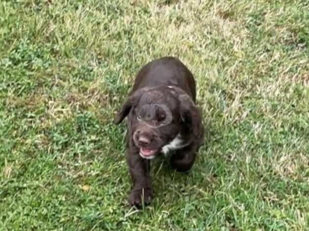 Cocker spaniel puppy for sale in Ashford, Devon - Image 2