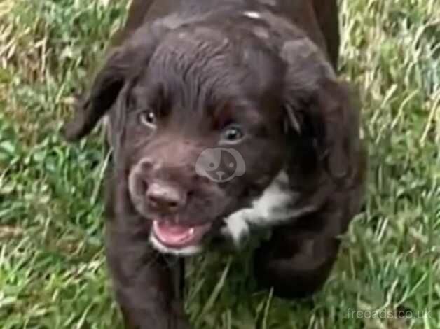 Cocker spaniel puppy for sale in Ashford, Devon - Image 4