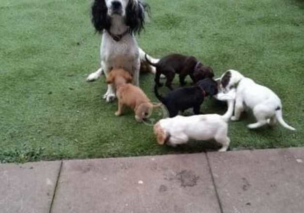 Cocker Spaniel Puppy for sale in Bewdley, Worcestershire - Image 2