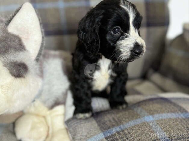 Cocker spaniel puppy for sale in Bishop Auckland, County Durham