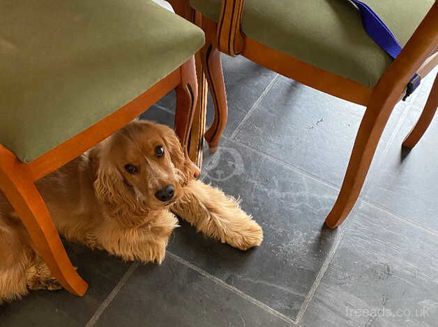 Cocker spaniel puppy for sale in Lochgilphead, Argyll and Bute