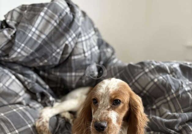 Cocker spaniel puppy for sale in Glasgow, Glasgow City