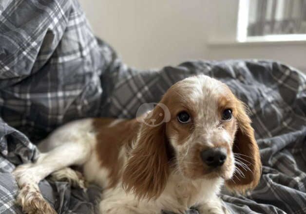 Cocker spaniel puppy for sale in Glasgow, Glasgow City - Image 2