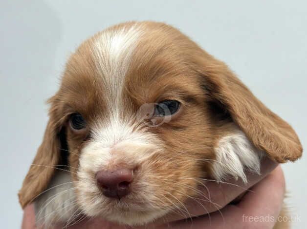 Cocker spaniel puppy for sale in Leicester, Leicestershire - Image 1