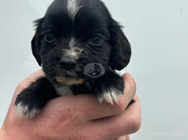 Cocker spaniel puppy for sale in Leicester, Leicestershire - Image 2