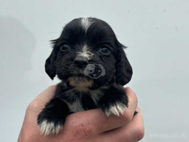 Cocker spaniel puppy for sale in Leicester, Leicestershire - Image 3