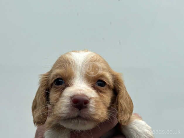 Cocker spaniel puppy for sale in Leicester, Leicestershire - Image 4