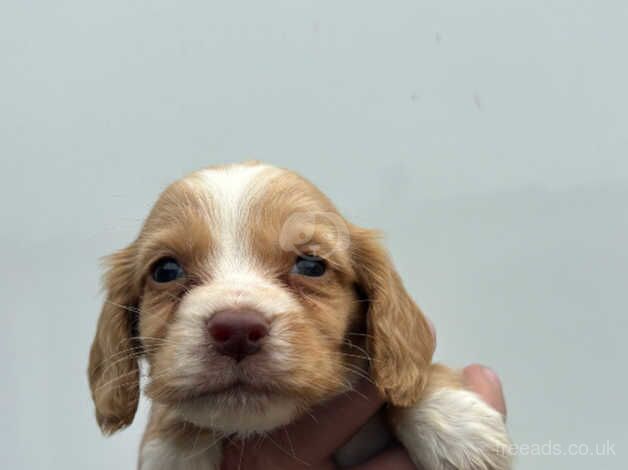 Cocker spaniel puppy for sale in Leicester, Leicestershire - Image 5