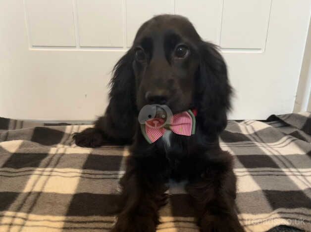 Cocker spaniel puppy for sale in Lisburn, Lisburn - Image 2