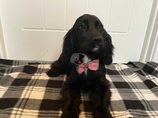 Cocker spaniel puppy for sale in Lisburn, Lisburn - Image 4