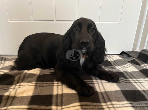 Cocker spaniel puppy for sale in Lisburn, Lisburn - Image 5