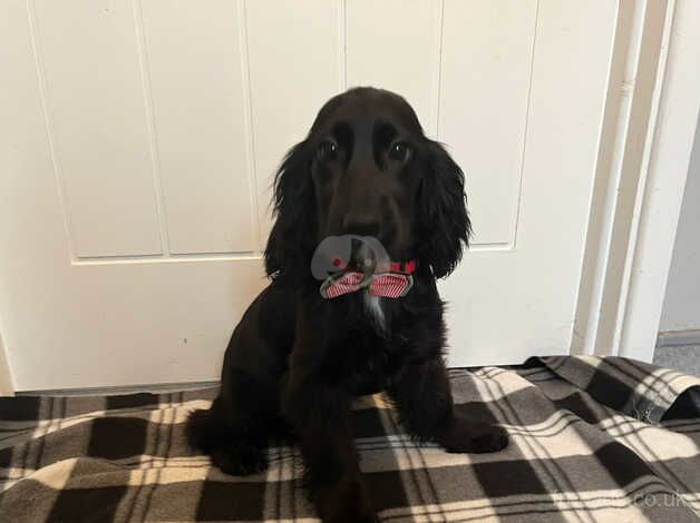 Cocker spaniel puppy for sale in Lisburn, Lisburn - Image 1