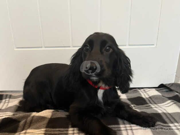 Cocker spaniel puppy for sale in Lisburn, Lisburn - Image 2