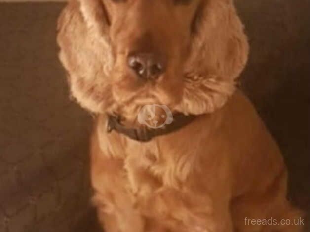 Cocker spaniel puppy for sale in Lisburn, Lisburn - Image 5