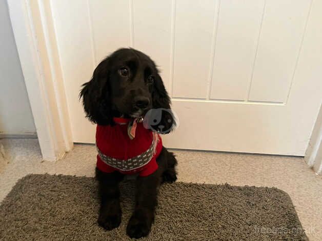 Cocker spaniel puppy for sale in Newtownabbey, Newtownabbey - Image 1