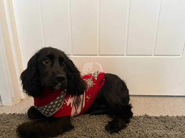 Cocker spaniel puppy for sale in Newtownabbey, Newtownabbey - Image 3