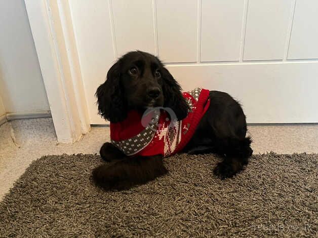 Cocker spaniel puppy for sale in Newtownabbey, Newtownabbey - Image 4