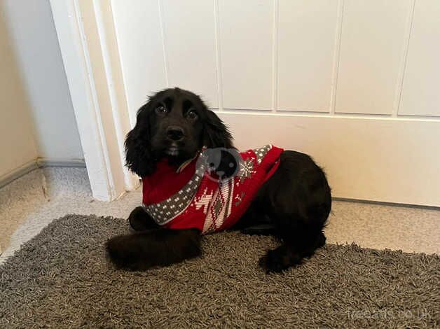 Cocker spaniel puppy for sale in Newtownabbey, Newtownabbey - Image 5