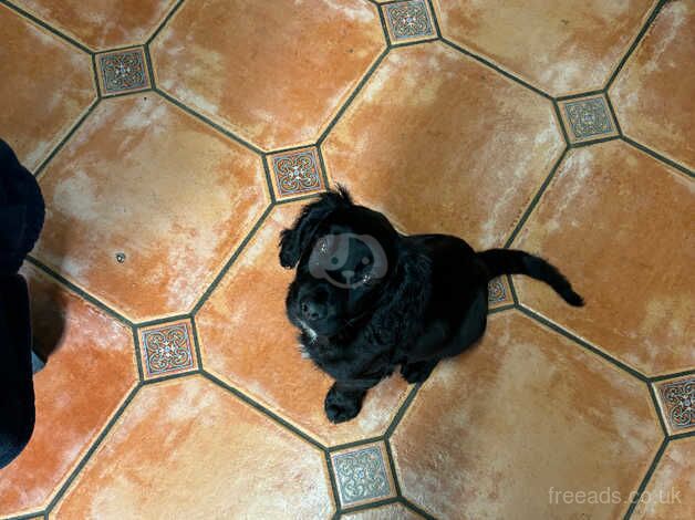 Cocker spaniel puppy for sale in Bermondsey, Southwark, Greater London - Image 1