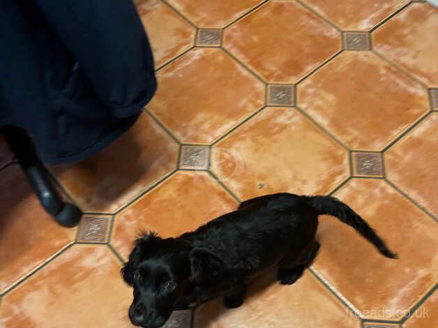 Cocker spaniel puppy for sale in Bermondsey, Southwark, Greater London - Image 3