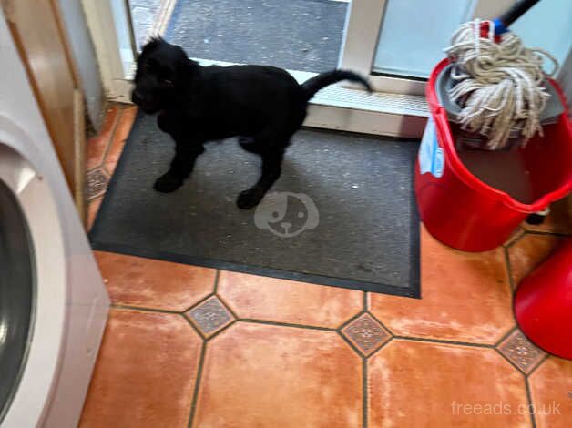 Cocker spaniel puppy for sale in Bermondsey, Southwark, Greater London - Image 4