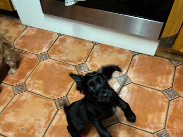 Cocker spaniel puppy for sale in Bermondsey, Southwark, Greater London - Image 5