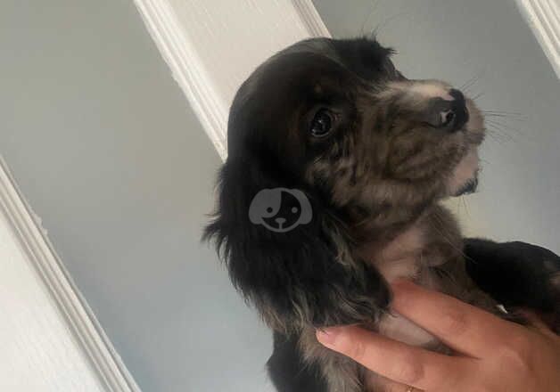 Cocker spaniel puppy for sale in Walsall, West Midlands