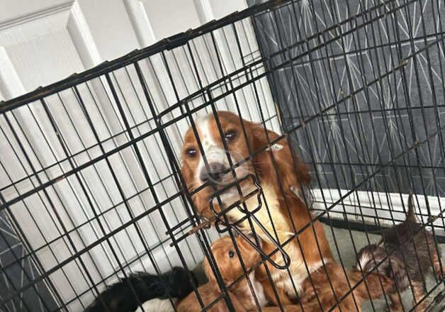 Cocker spaniel puppy for sale in Walsall, West Midlands - Image 3