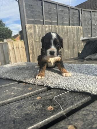Cocker spaniel puppy ready to leave for sale in Grantham, Lincolnshire
