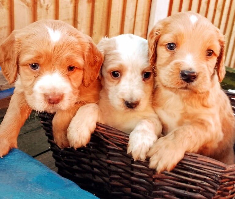 Cocker spaniel puppy's for sale in Bury, Greater Manchester