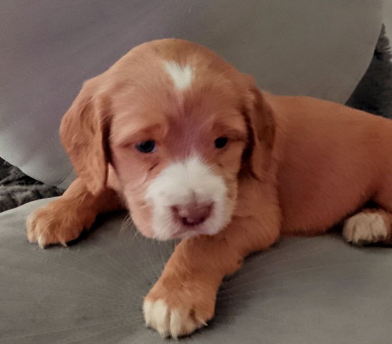 Cocker spaniel puppy's for sale in Bury, Greater Manchester - Image 2