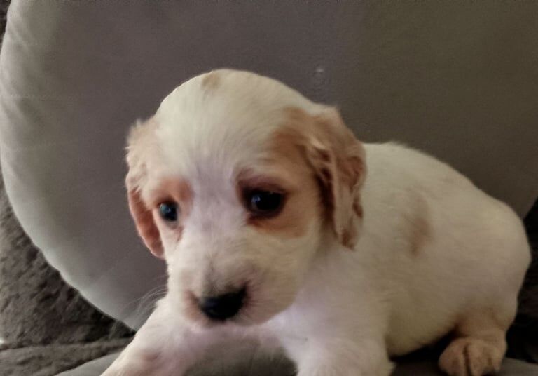 Cocker spaniel puppy's for sale in Bury, Greater Manchester - Image 3