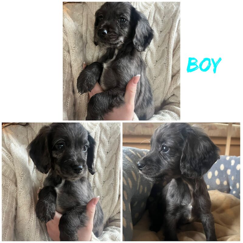 Cocker spaniel puppy's for sale in Sheerness, Kent