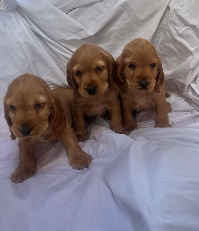 Cocker spaniel puppy's for sale in Enfield, Greater London